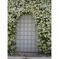Confederate Jasmine Live Plants Fragrant Showy Blooms Vine