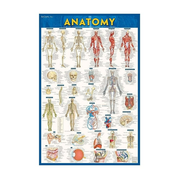 BarCharts Inc. QuickStudy Anatomy Poster Reference Set (9781423230717)