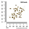 thumbnail image 3 of Ferry-Morse 300MG Dill Compatto Dwarf Annual Herb Seeds, Full Sun, 3 of 10