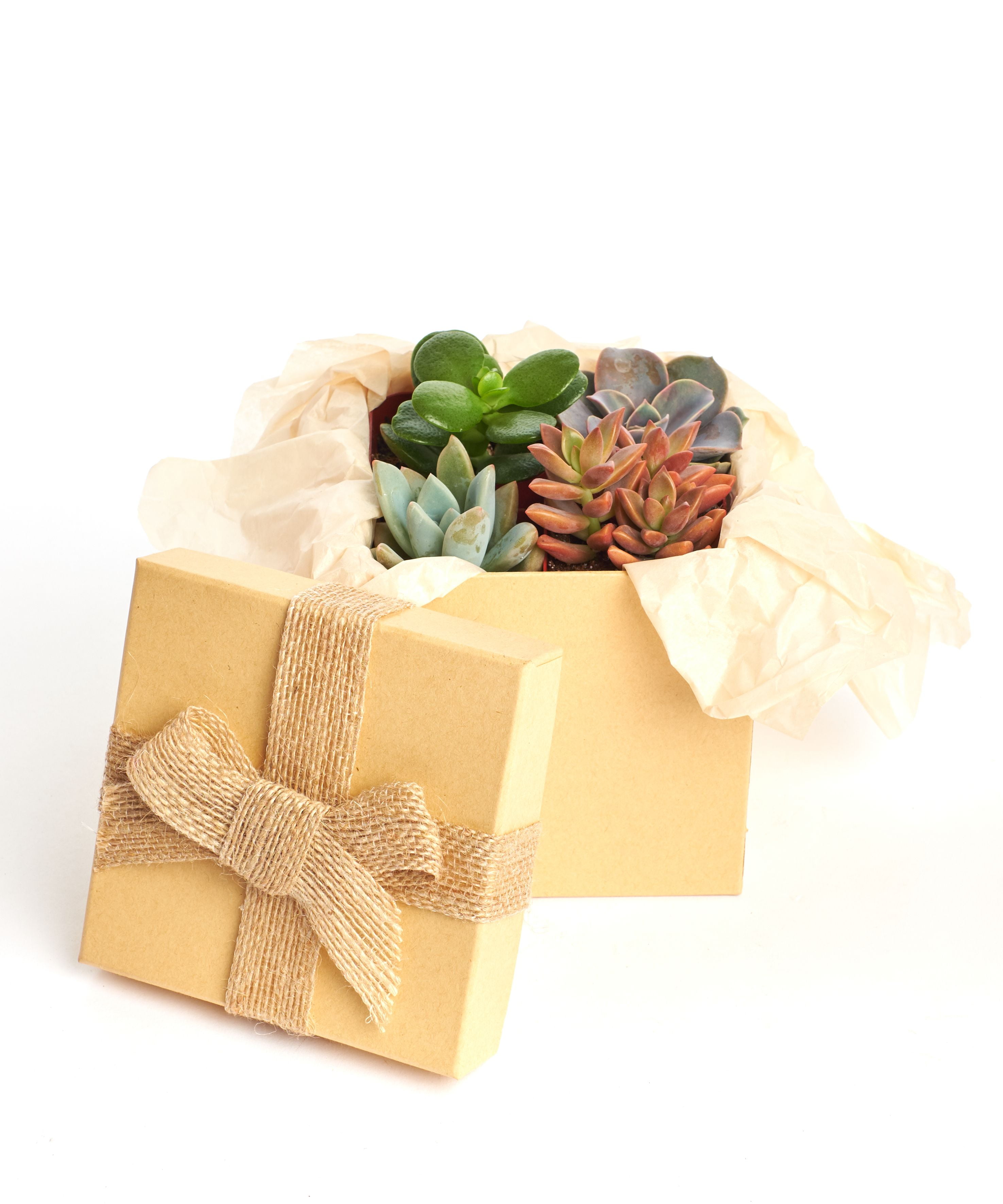 Unique Succulent Gift Box by Home Botanicals 2" ( Collection of 4