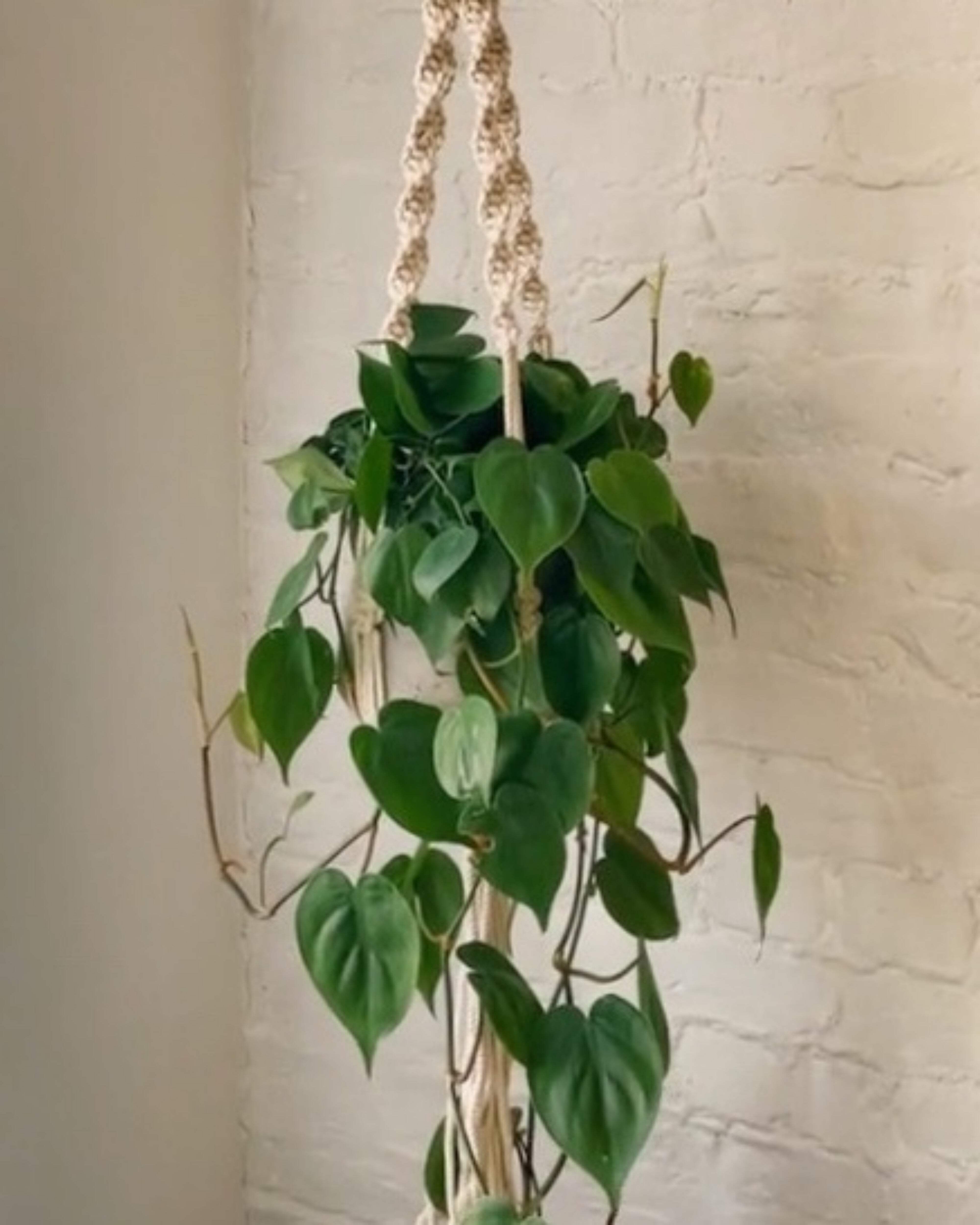 PILLOWPIA Macrame Plant Hanger 55" – Indoor Outdoor Boho Rope Plant Holder for 10" Pots – Hanging Planter Rack for Ceiling, Wall, or Window – Sage