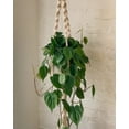 thumbnail image 5 of PILLOWPIA Trina Macrame Plant Hanger, Rope – 100% Cotton Rope, 55" Length, Holds Up to 10" Planter, 1-Pack Indoor/Outdoor Hanging Holder, 5 of 8