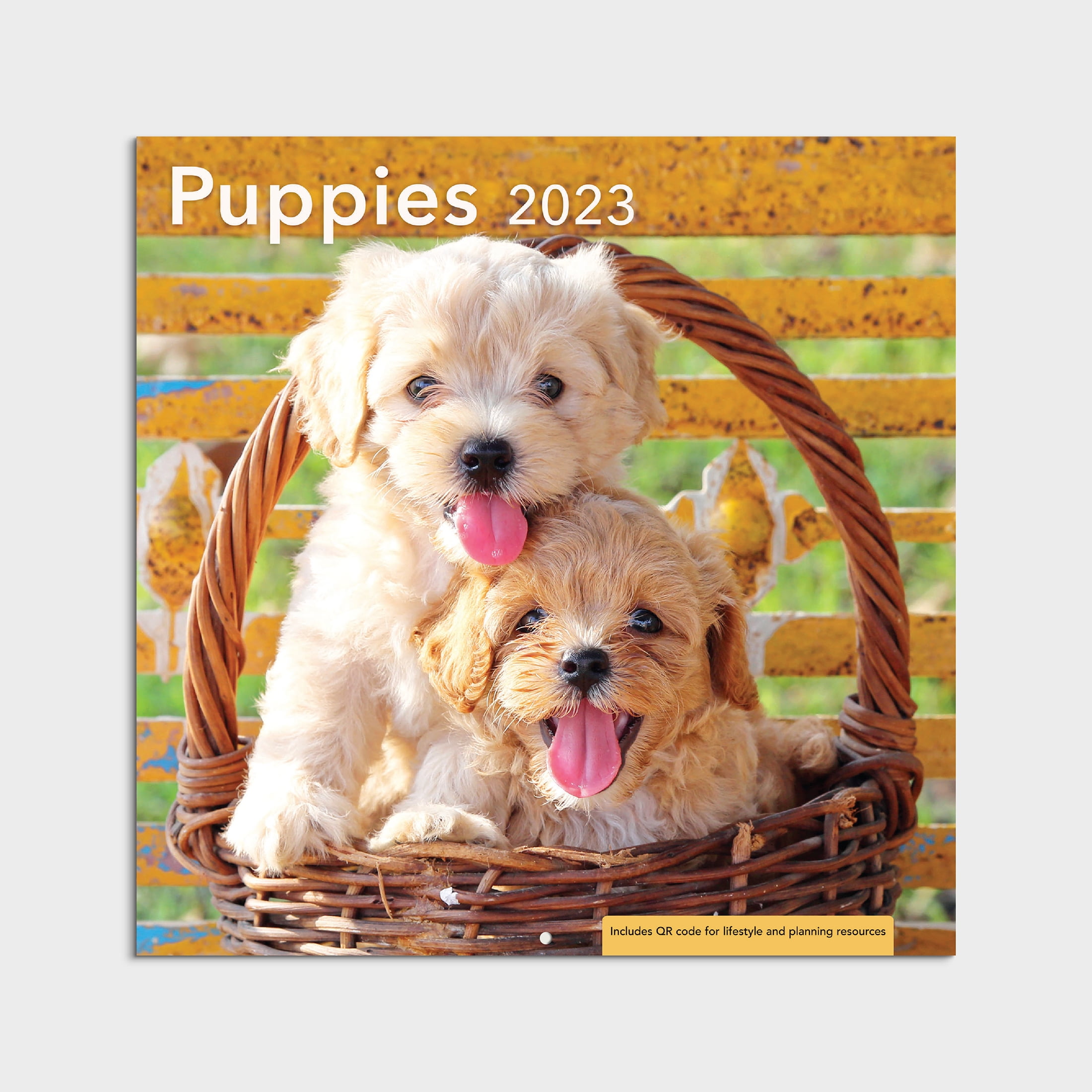 2023-12 Month Calendar-Puppies 12x12 Hanging Wall Calendar by DaySpring