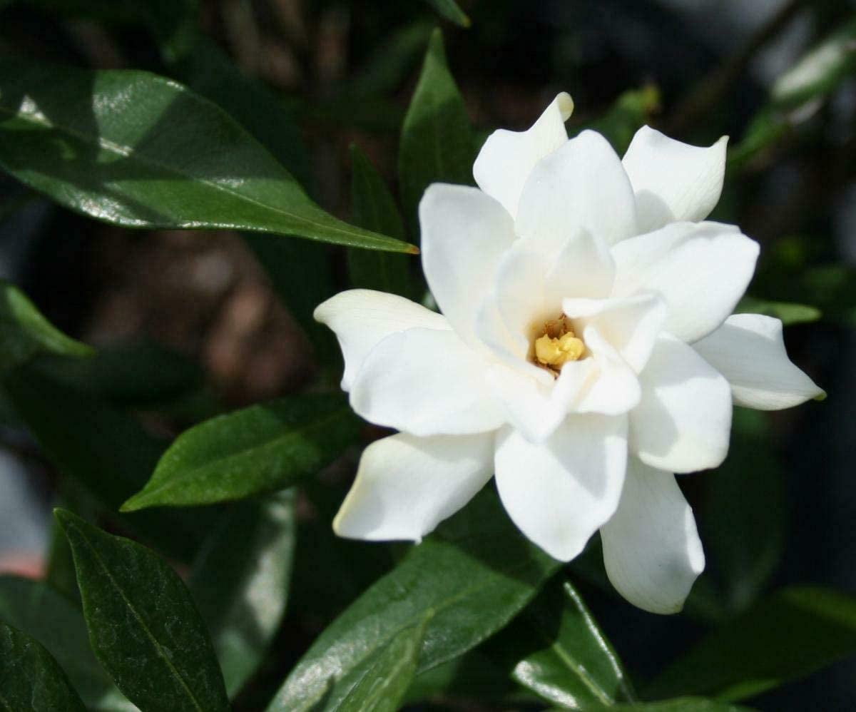 2 Frost Proof Gardenia live starter plants less than 12 inches tall
