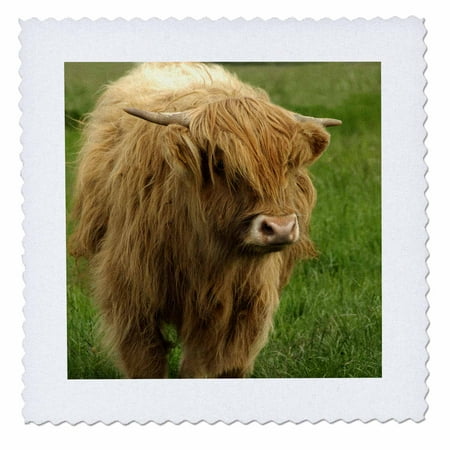 Scottish Farm - 3dRose Scotland, Highland cow, farm animal - EU36 CMI0128 - Cindy Miller Hopkins - Quilt Square, 10 by 10-inch
