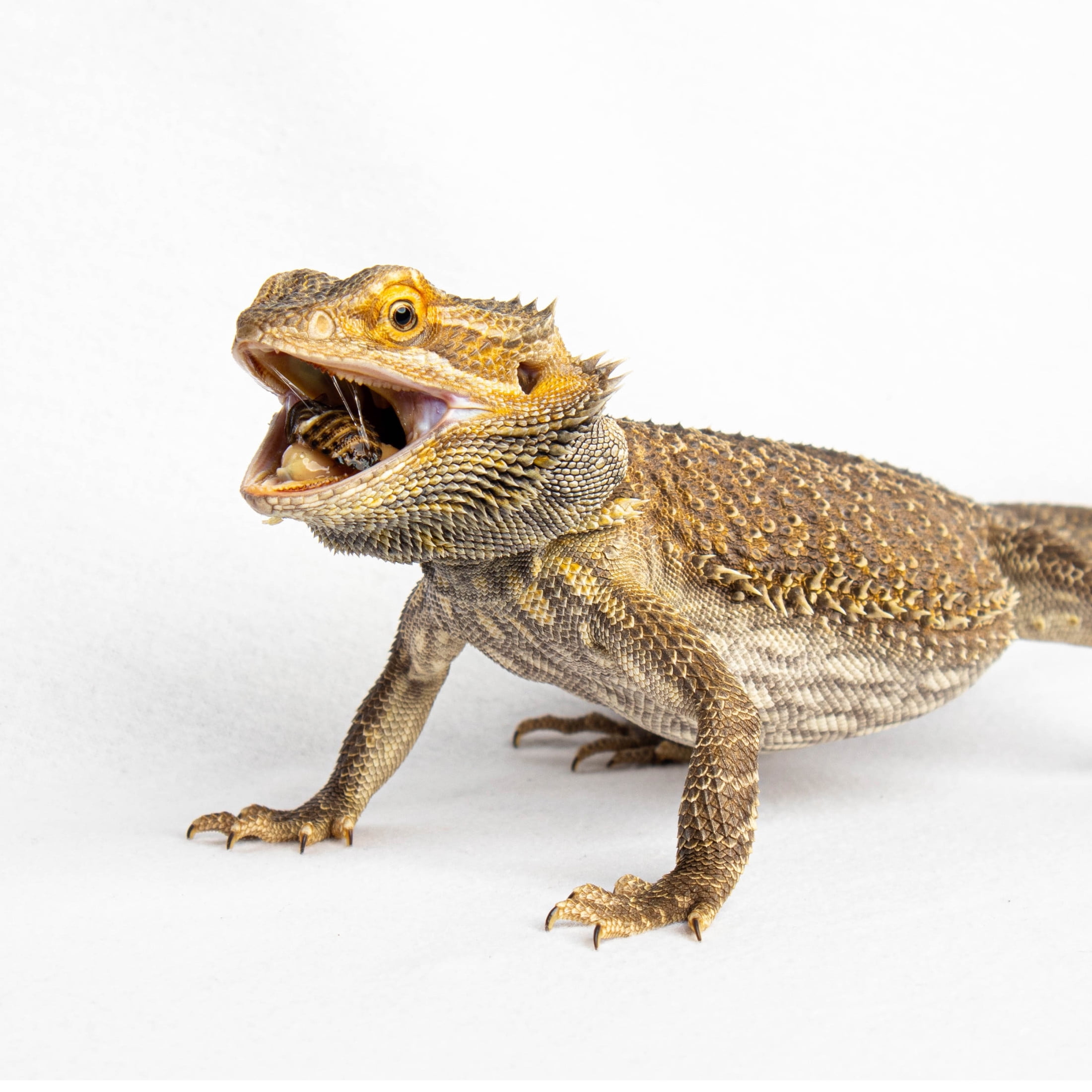 ReptiCulture Small Dubia 100 ct