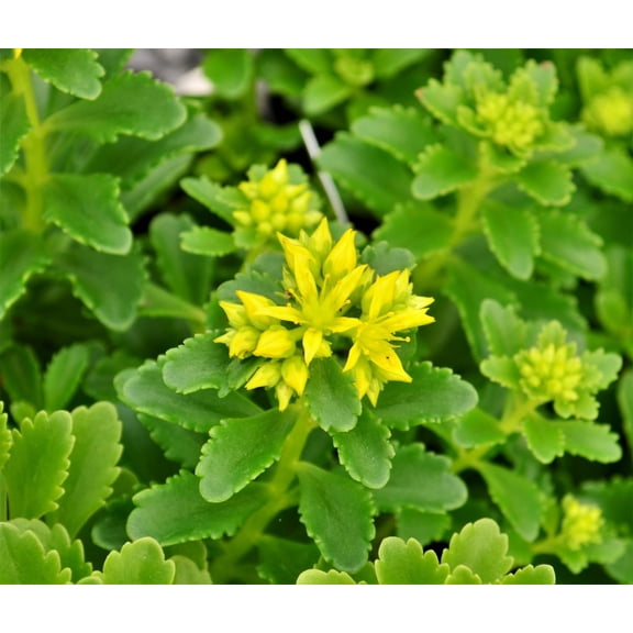 RedCrocus Sedum 'Little Miss Sunshine'- Drought-Tolerant Succulent Ground Cover for Rock Gardens & Containers 2 Gallon