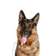 thumbnail image 4 of Monitor de Signos Vitales 08A Veterinario - Contec Contec 08A, 4 of 5