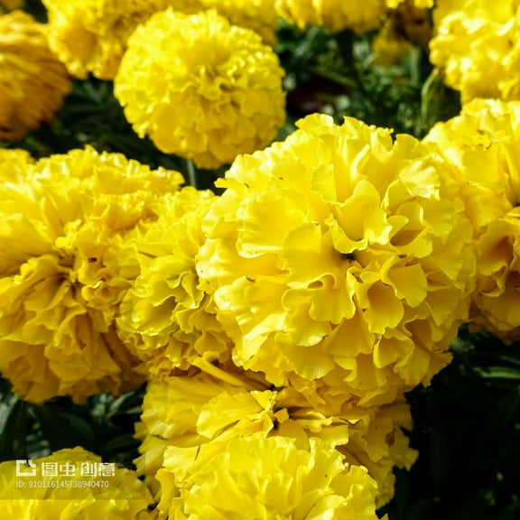 Marigold Seeds for Planting Outdoors, Pack MVR1 of 2500 Flower Seeds for Plating (Yellow)