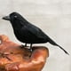 thumbnail image 2 of Cuervos pequeños con plumas negras para Halloween: decoración de cuervos y pájaros negros 16cm, 2 of 9