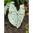 thumbnail image 5 of Blue Buddha Farm: Cranberry Star Caladium (2 Bulbs) - Easy to Grow Indoor or Outdoor Perennial Plant, 5 of 5