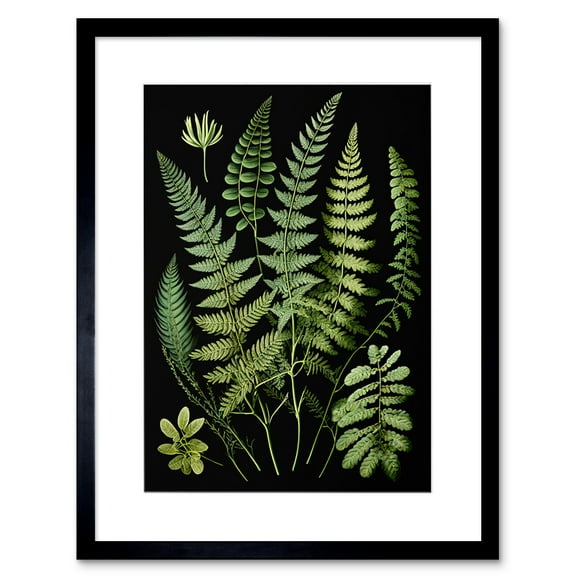 Fern Fronds Detailed Leaves Botanical Illustration Artwork Framed Wall Art Print 9X7 Inch