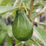 Brighter Blooms - Cold Hardy Avocado Tree, 4-5 ft. - No Shipping to AK, AZ, HI, OR