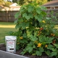 thumbnail image 5 of Old Cobblers Farm™ Wicked Growth Garden & Tomato Fertilizer  (15lbs), 5 of 9