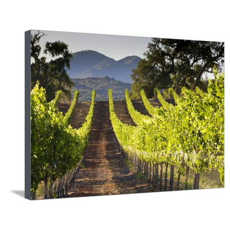 Arroye Grande, California: a Central Coast Winery Stretched Canvas Print Wall Art By Ian (Best Central Coast Wineries)