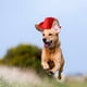 thumbnail image 4 of Sombrero de vaquero para mascotas, para gatos y perros, decoración para fiestas, 4 of 8