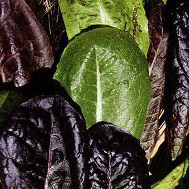 500+ Red Romaine Lettuce Seeds — Heirloom, Organic, Non-GMO, Fresh Seeds For Spring Planting