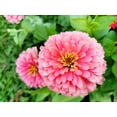 thumbnail image 4 of 250 LUMINOSA PINK ZINNIA Elegans Flower Seeds, 4 of 7