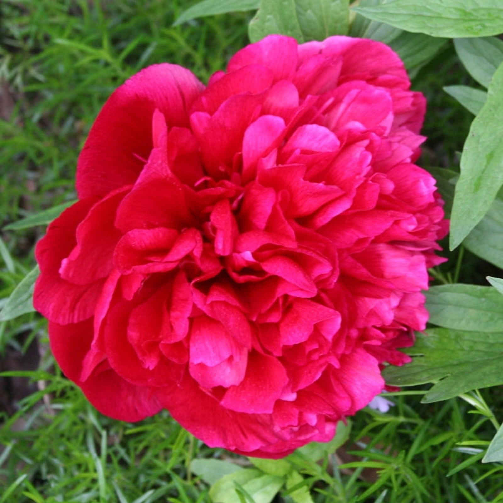 Karl Rosenfield Peonies Flower Root - Deer Resistant - Good as Cut Flowers - Naturalizing - Perennializing Peony - Easy to Grow Live Plants - Outdoor Garden