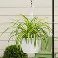 thumbnail image 4 of Expert Gardener 1.5gal Green Spider Plant Foliage Live Annual Plant Hanging Basket Sun, 4 of 6