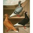 thumbnail image 2 of Gustav Prütz 20x24 Gold Ornate Framed and Double Matted Museum Art Print Titled - Smooth, Flat-Blind Long-Beaked Tomcat II (1884-1886), 2 of 4