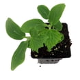 thumbnail image 2 of Spacemaster Bush Cucumber - Grown By Hirt's - 4" Pot - Grow Indoors or Out, 2 of 2