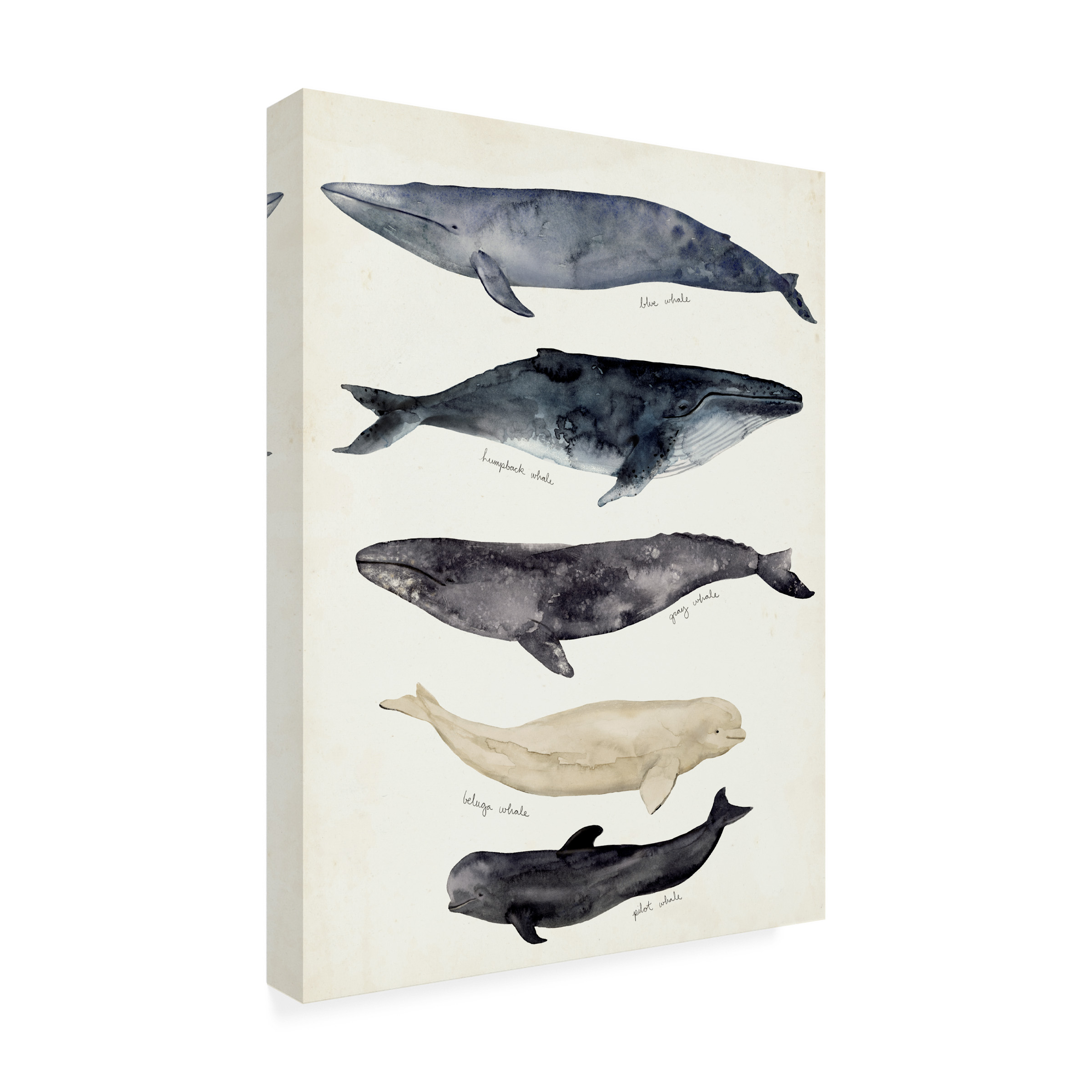 Victoria Barnes 'Whale Chart II' Canvas Art