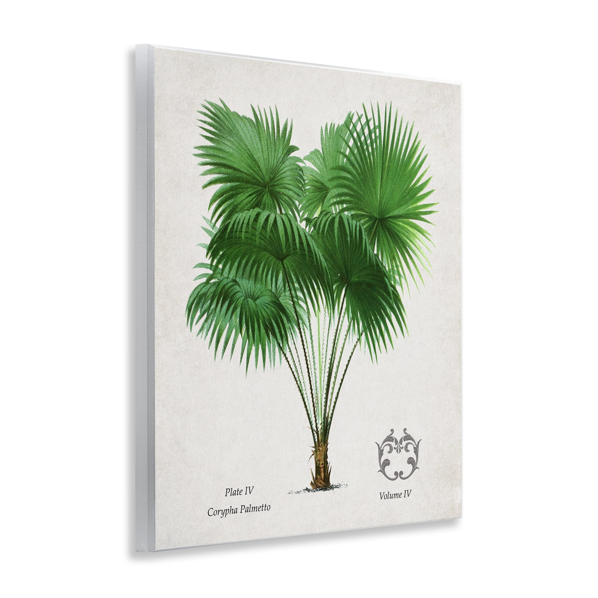 Stupell Industries Fan Palm Vintage Study Wall Plaque Art, design by Val Rhodes