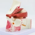 thumbnail image 6 of Anatomical Human Eyeball Model for Hospital Lab, Removable Eyeball Anatomy Model, 6 of 10