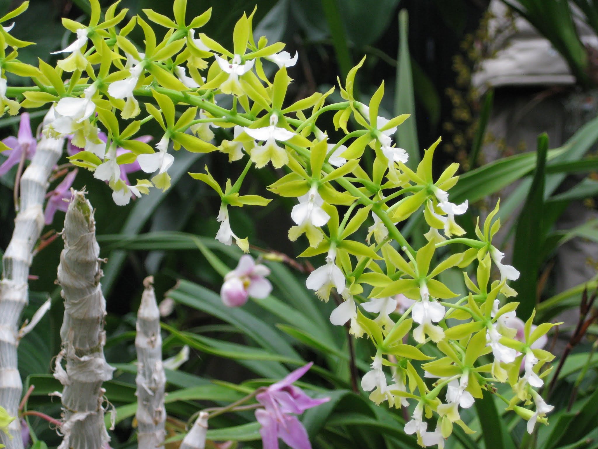 MSU 13-3-15 Fertilizer With Calcium & Magnesium (Tap/RO Water Formula) with scoop - Excellent for Orchids, Aroids and Tropicals - 2LB Bag