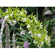 MSU 12-1-1 Fertilizer (K-Lite) With Calcium & Magnesium - Excellent for Orchids, Aroids and Tropicals - Scoop Included - 2LB Bag