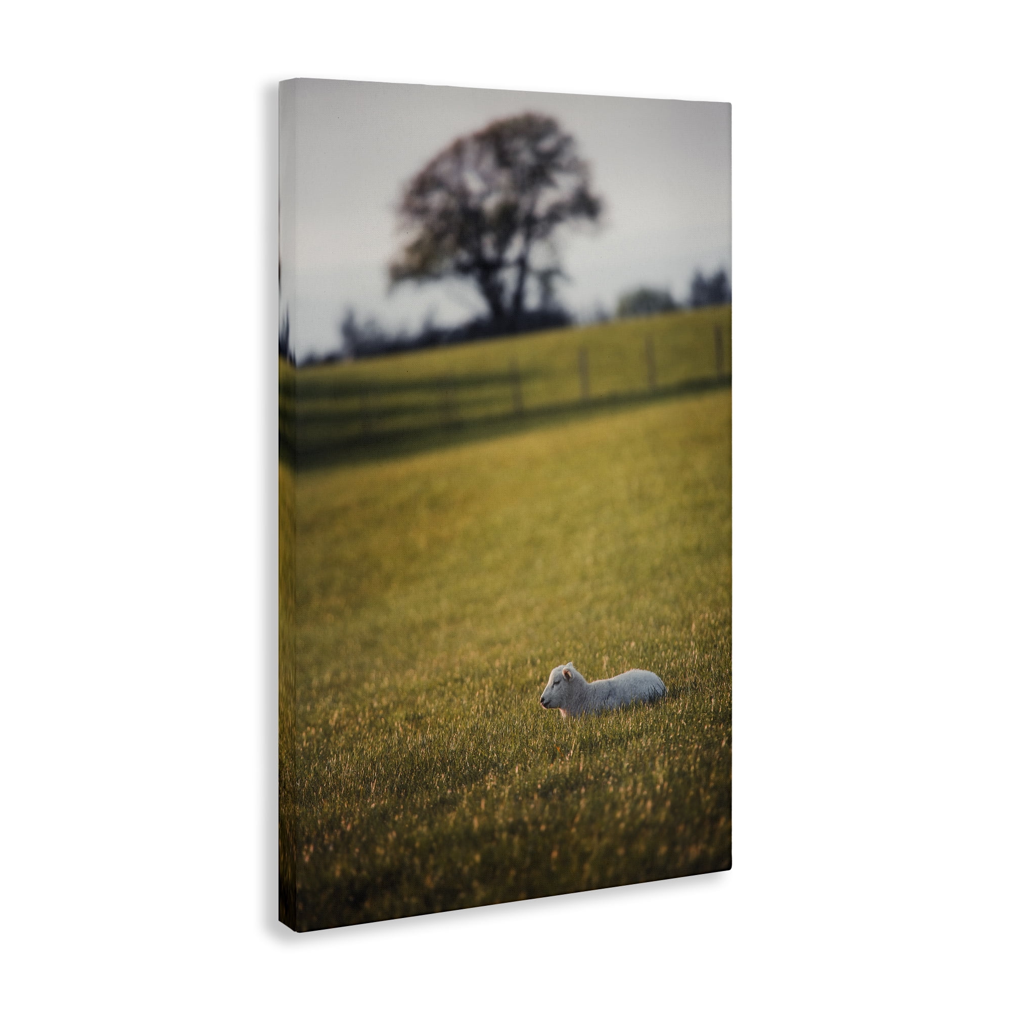 Stupell Industries Lamb in Lush Farmland Landscape & Nature Photography Wrapped Canvas Art Print Wall Art, 16 x 24