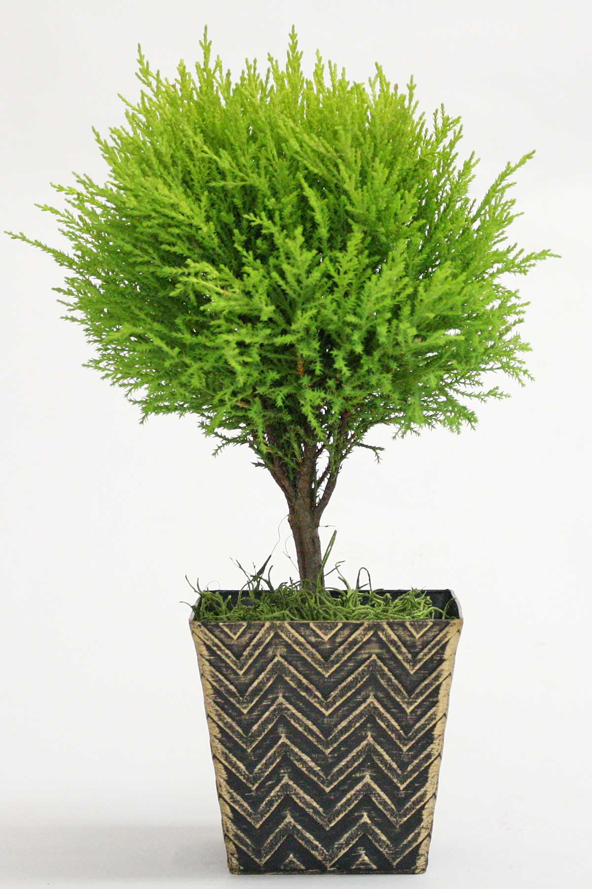 cypress topiary