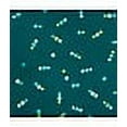 thumbnail image 3 of Women's Vanity Fair 18108 Illumination String Bikini Panty (NH Echo Dot Print 6), 3 of 3