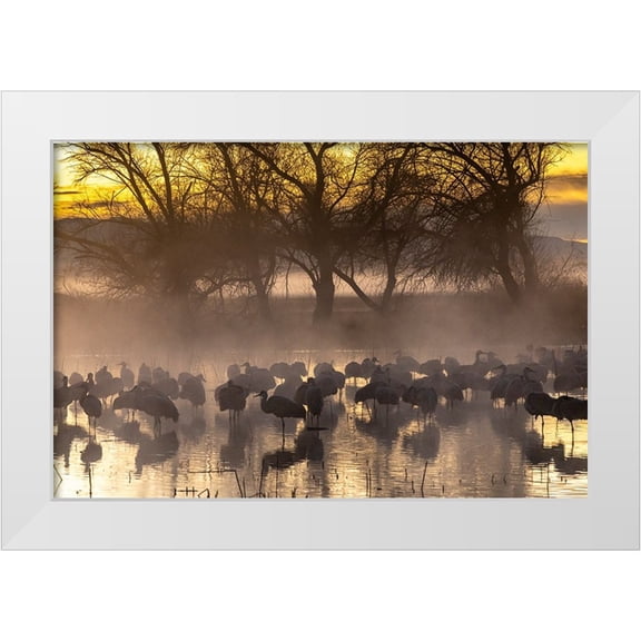 Jaynes Gallery 14x11 White Modern Wood Framed Museum Art Print Titled - USA-New Mexico-Bernardo Wildlife Management Area-Sandhill cranes in water on foggy sunrise