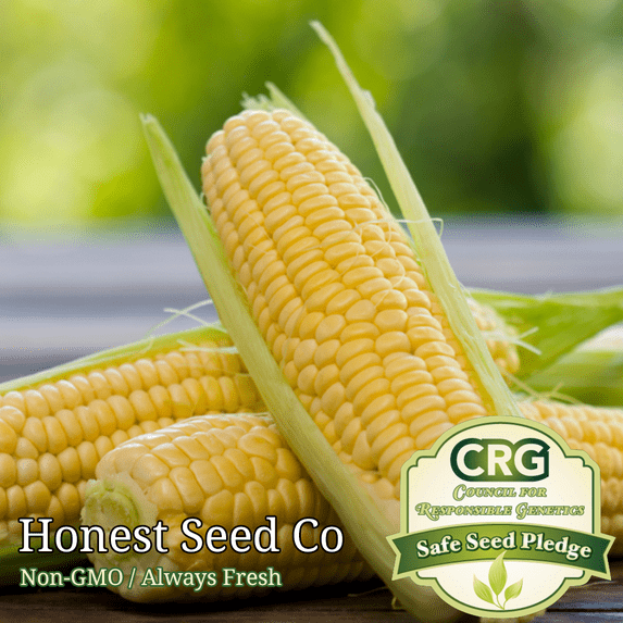 Kandy Korn Sweet Corn Seeds | Non-GMO | UNTREATED | Fresh Garden Seeds