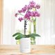 thumbnail image 4 of Macetas para orquídeas con agujeros de 4 pulgadas, transpirables, de cerámica, para trasplantar, 4 of 5