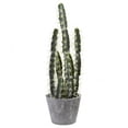 thumbnail image 1 of Decorative Cactus Garden With Cement Planter, 1 of 1