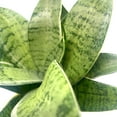 thumbnail image 4 of Variegated Snake Plant, 4 inch, Rosette Shaped lengua de vaca, Sansevieria Dracaena trifasciata, 4 of 5