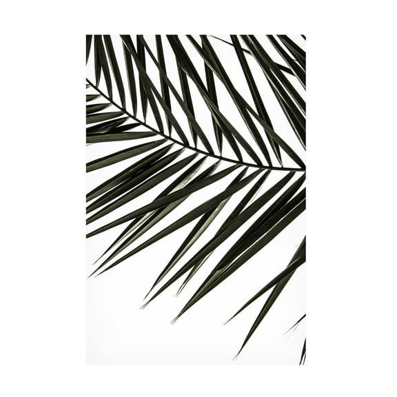Trademark Fine Art Shot by Clint Phoenix Frond Canvas Wall Art