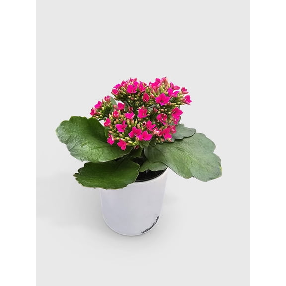 Kalanchoe Flowering Plant - Live Air-Purifying Indoor Plant in Nursery Pot – Easy Care, Low Maintenance Houseplant for Home & Office Decor, Natural Air Cleaner, Best for Beginners (4"Pot, Red)