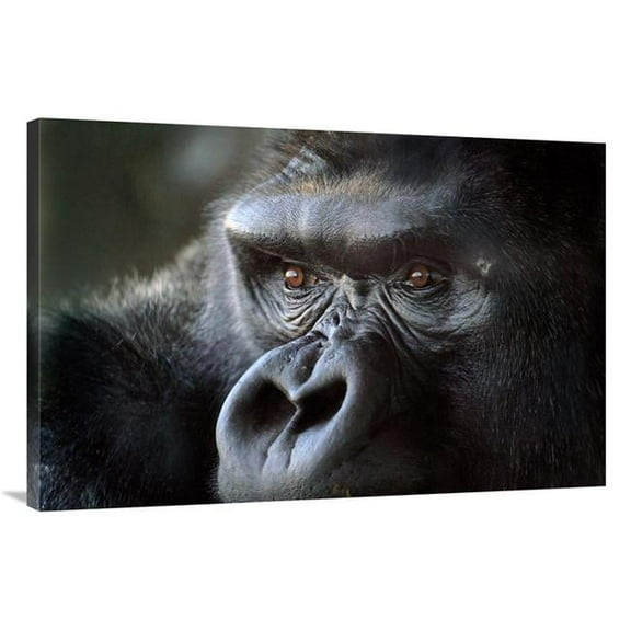 40 in. Gorilla Eyes Art Print - Vic Schendel