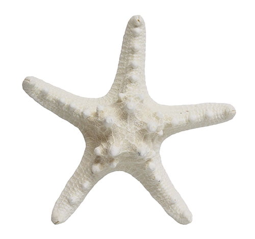 Starfish Shell Beach Decor, 1 piece per purchase, Styles vary