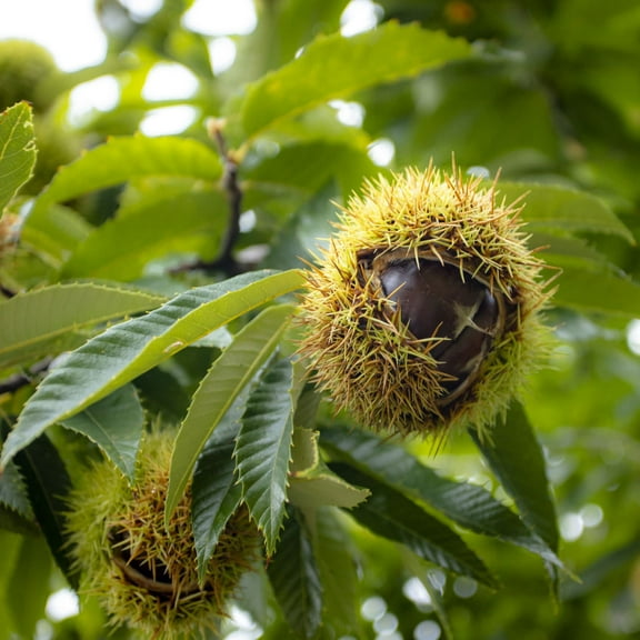 10 Chestnut Tree Seeds