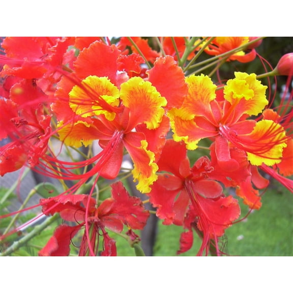10 RED BIRD Of PARADISE Caesalpinia Pulcherrima aka Pride of Barbados, Dwarf Poinciana, Peacock Flower Seeds