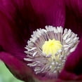 thumbnail image 5 of 500 Seeds LAUREN'S GRAPE POPPY Purple Papaver Somniferum Flower Seeds, 5 of 9