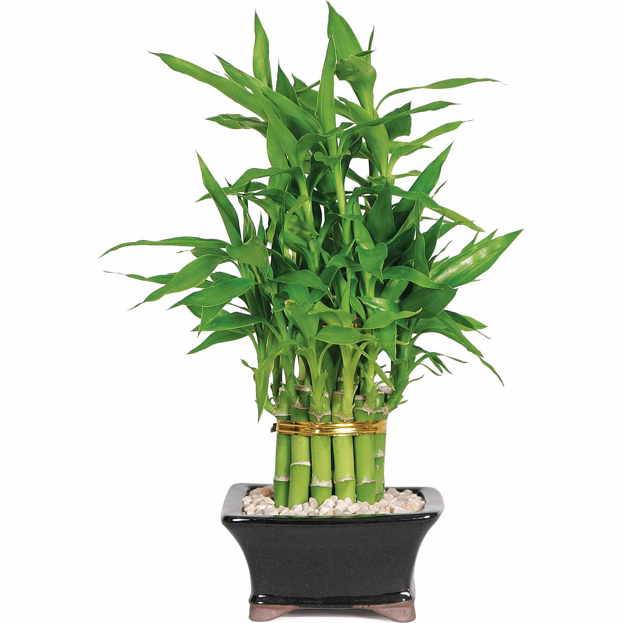 Lucky Bamboo A Plant That Brings Good Fortune TrustBasket