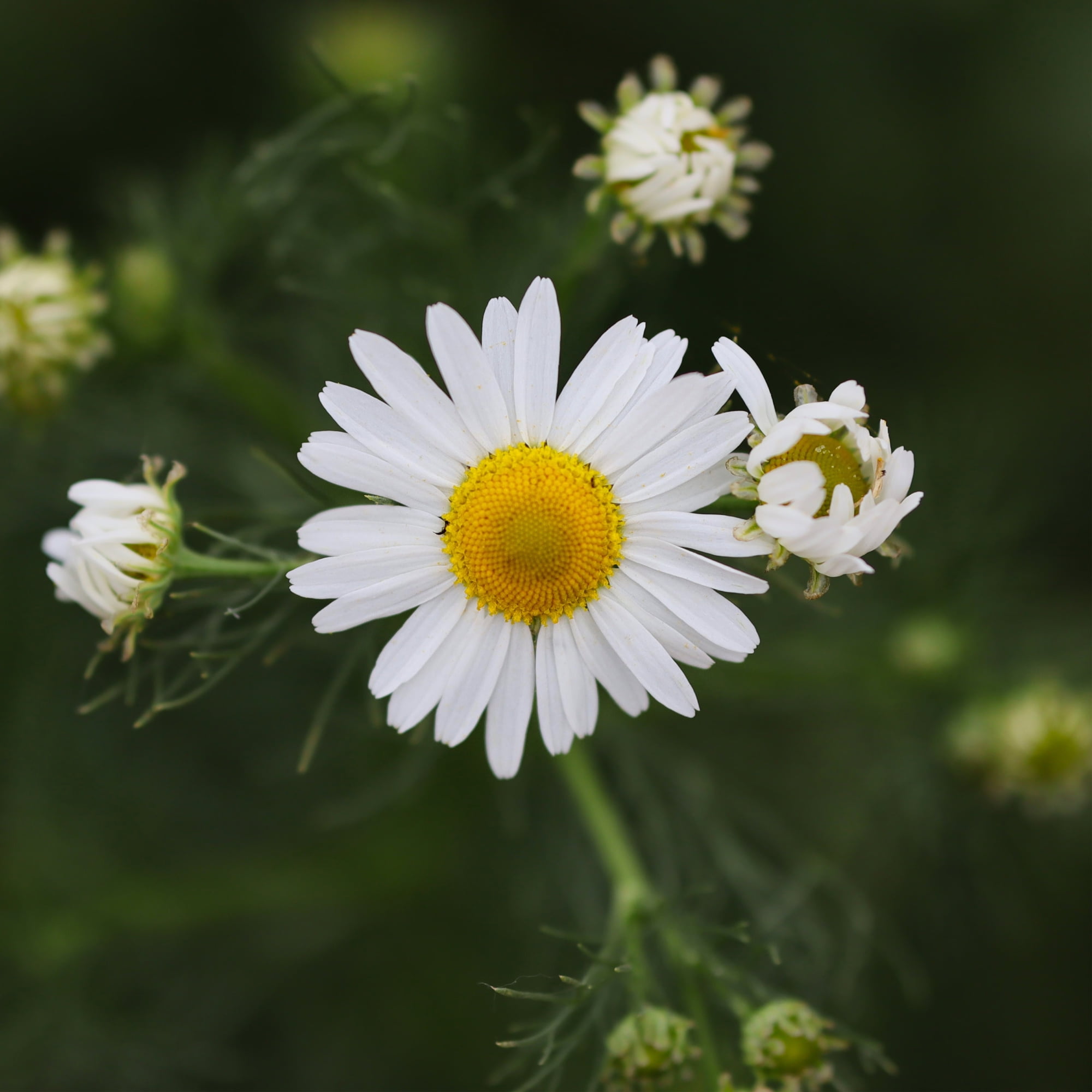 Bonnie Plants Chamomile 19.3 oz. 2-Pack