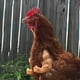 thumbnail image 4 of Juguetes de brazos de pollo musculosos para que los pollos usen, disfraz divertido, juguete de brazos de lucha con puños para fiesta temática de broma de mascotas, 4 of 6