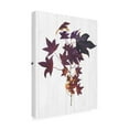 thumbnail image 2 of Trademark Fine Art 'Sweet Foliage II' Canvas Art by Dianne Miller, 2 of 3